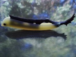 SOLD-Dylan Farnham #31 "The Green Shadow" Straight Razor -Classic Shaving sold dylan farnham 31 the green shadow straight razor 9